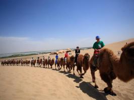Camel Tour along Sand Lake Ningxia